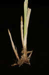 Heavy sedge